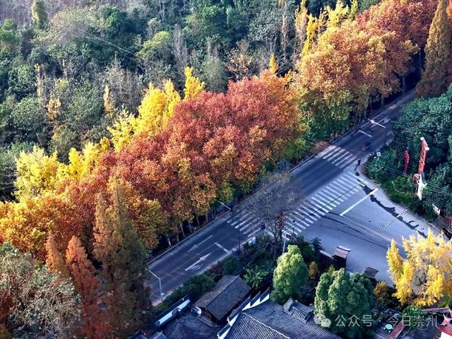 出片率100%！为崇州这些高颜值路连发三天朋友圈！