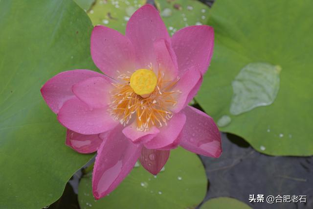 雨中荷花（上）