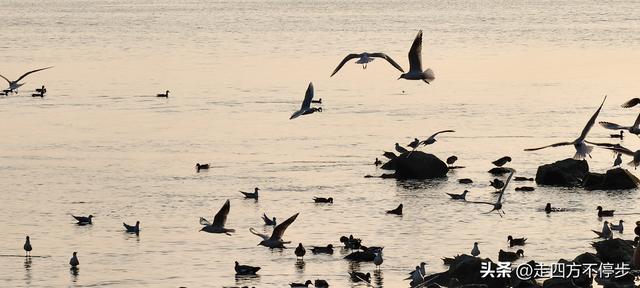 深圳湾观鸟：海舞鸟歌映盛世