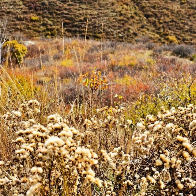 进度已达90%！呼和浩特进入全盛期！最近每天都不一样，呼市人抓紧出门