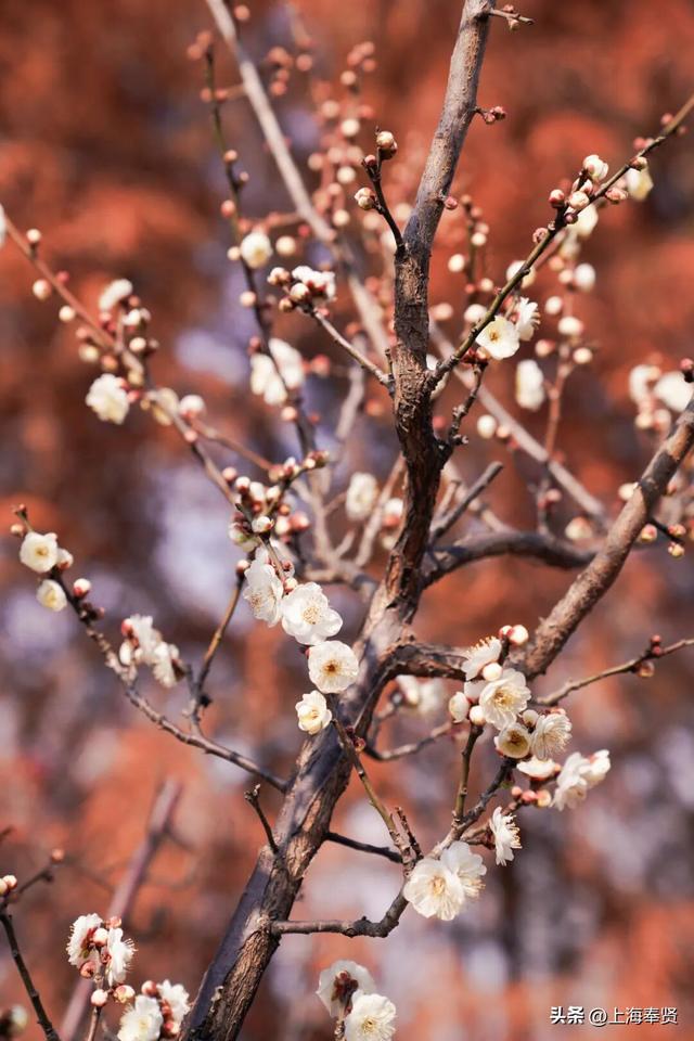 快看！奉城惊现罕见景致→