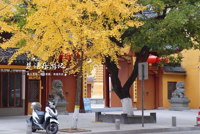 浙江宁波这座千年古寺不鸣则已，一鸣就美哭了，银杏林拍照太出片