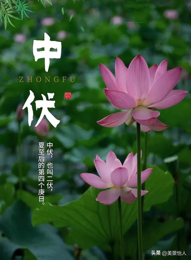 中伏安康！愿你在热浪里，藏得住清凉，守得住欢喜