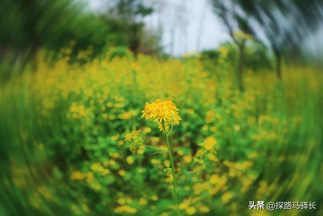 重庆自己的海岸线徒步，礼嘉-悦来，老少皆宜，公交直达（攻略）