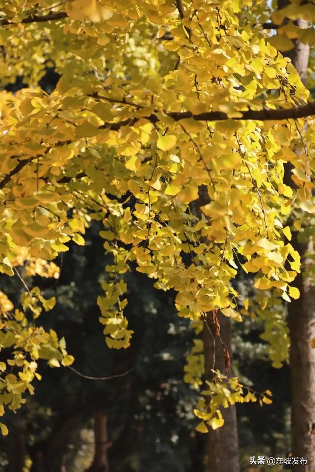 东坡银杏已“上分” ！快来拍