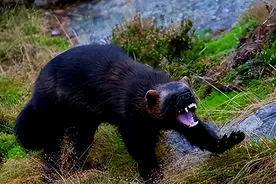 山海经成真了？东北惊现诡异生物“金刚狼”，生吃野狼熊口中夺食图片