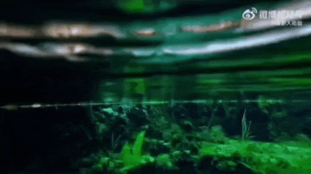 被济南泉水下的世界惊艳到了！