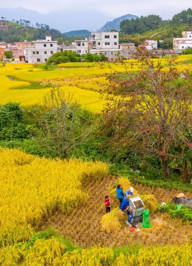 百鸡宴、音乐会、梯田徒步……这周末，肇庆这里超好玩