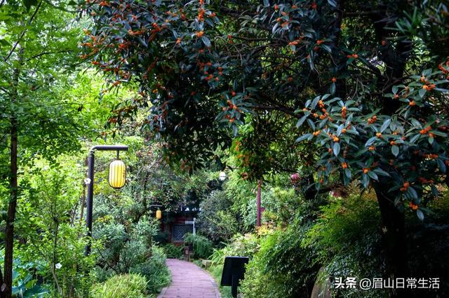 组图｜眉山东坡：桂花开了