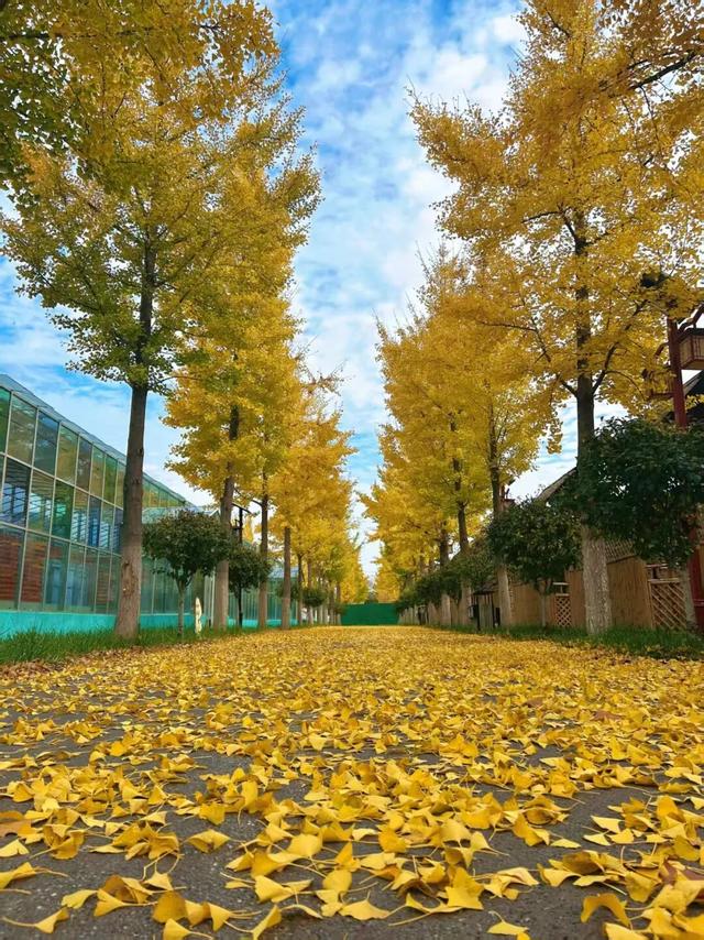 初冬诸城，小城意暖正当时