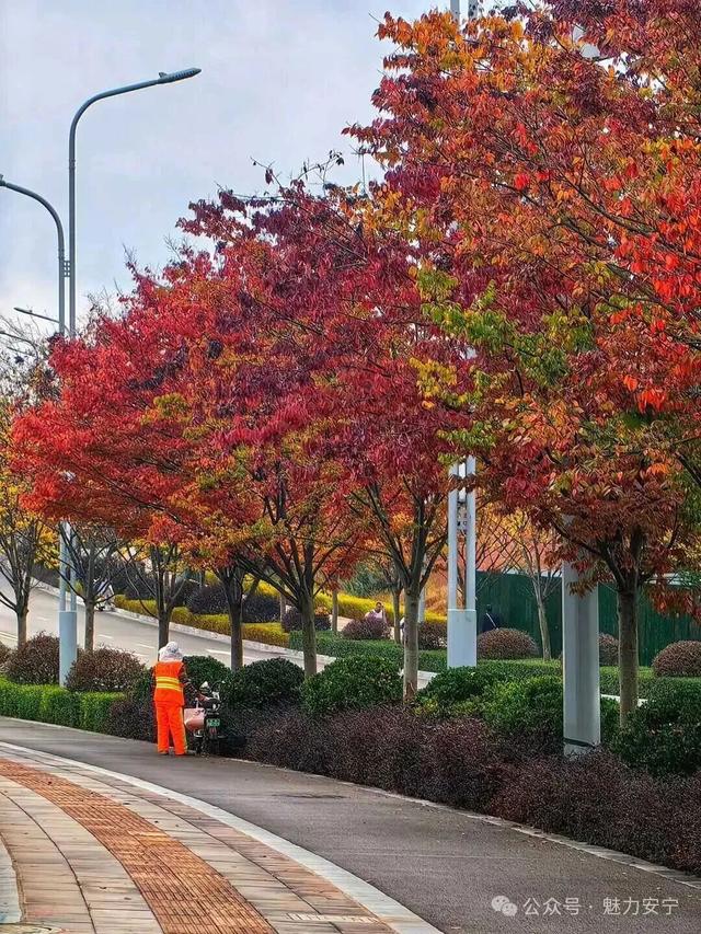 满树深红出浅黄，秋叶更胜二月花！去安宁邂逅秋天柔软的轮廓