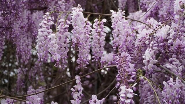 【禄劝文旅推介】转龙镇：平安福紫藤进入最美赏花期，紫色花瀑等你来打卡