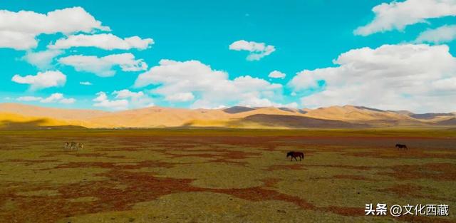 疯狂心动！哲古草原秋日限定景观，藏着西藏最野的浪漫！