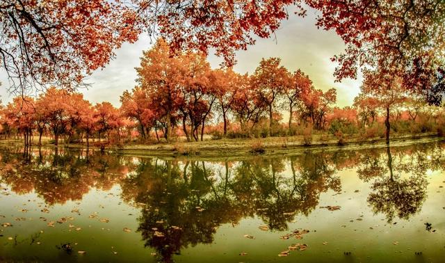 新疆洛浦：胡杨季启幕，游客醉在金林看演出