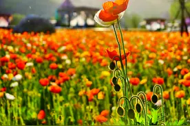 “五一”将至 石家庄各景区假期活动丰富多彩 收好这份出游攻略图片