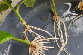 手把手教你扦插月季花，剪个枝条插土里就生根，一盆轻松变多盆图片