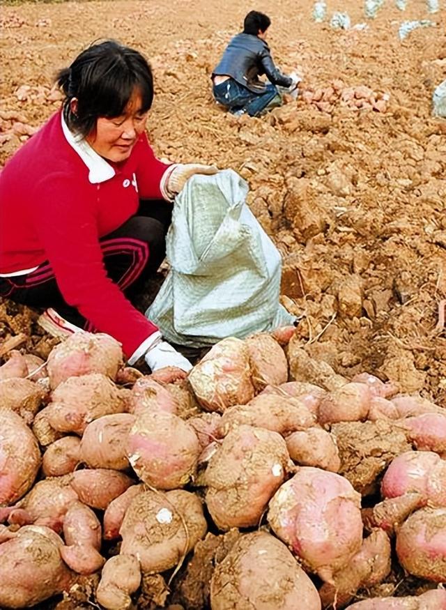 看了中国的红薯产量，再看美国红薯产量，网友：这让它怎么追？