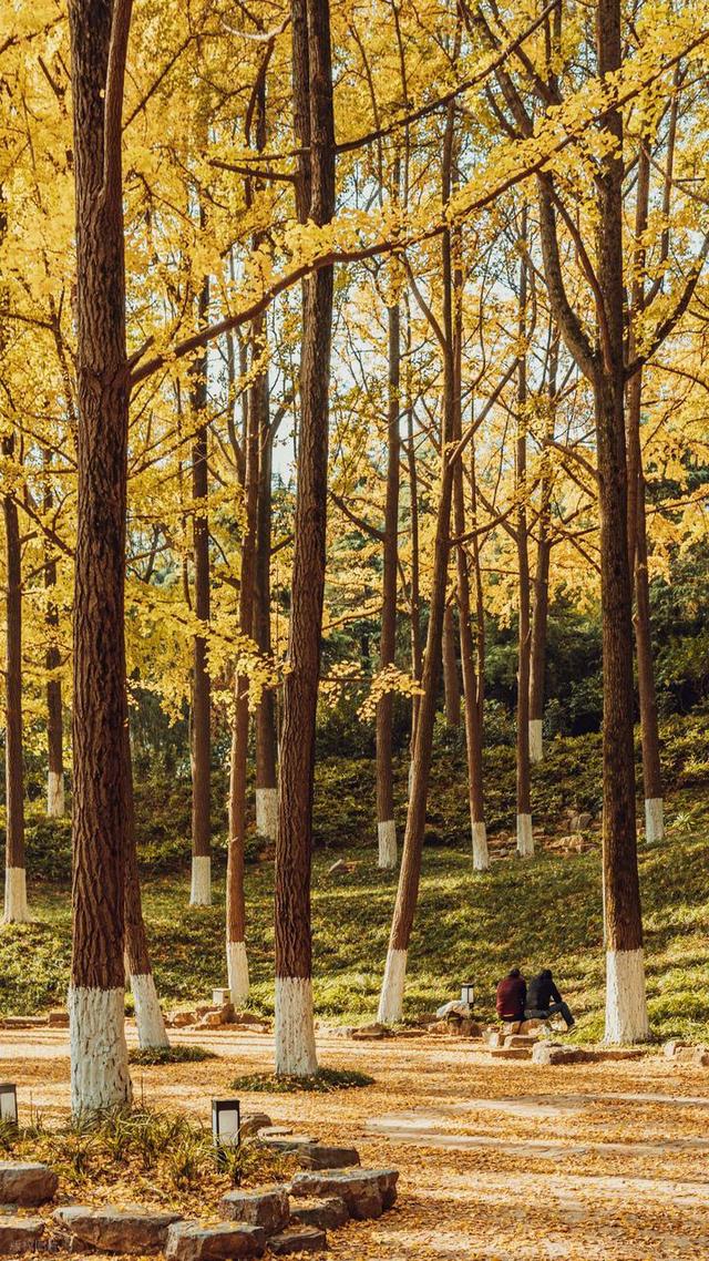 石象路银杏黄了！秋日南京必走的几条经典路线