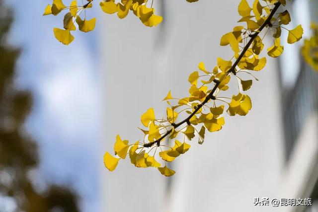 初冬,来晋宁邂逅一场金色的童话