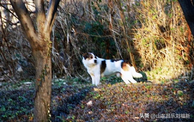 小区1号楼停电·徒步下楼·逛一圈的趣事