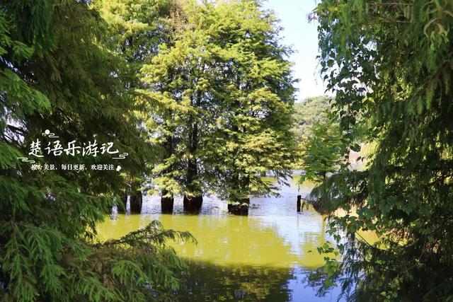 浙江绍兴的新晋网红打卡地，因月牙弯而走红，湖杉鹭影美不胜收