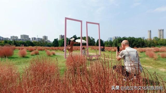 “红色地肤海”进度90%，错过再等1年！