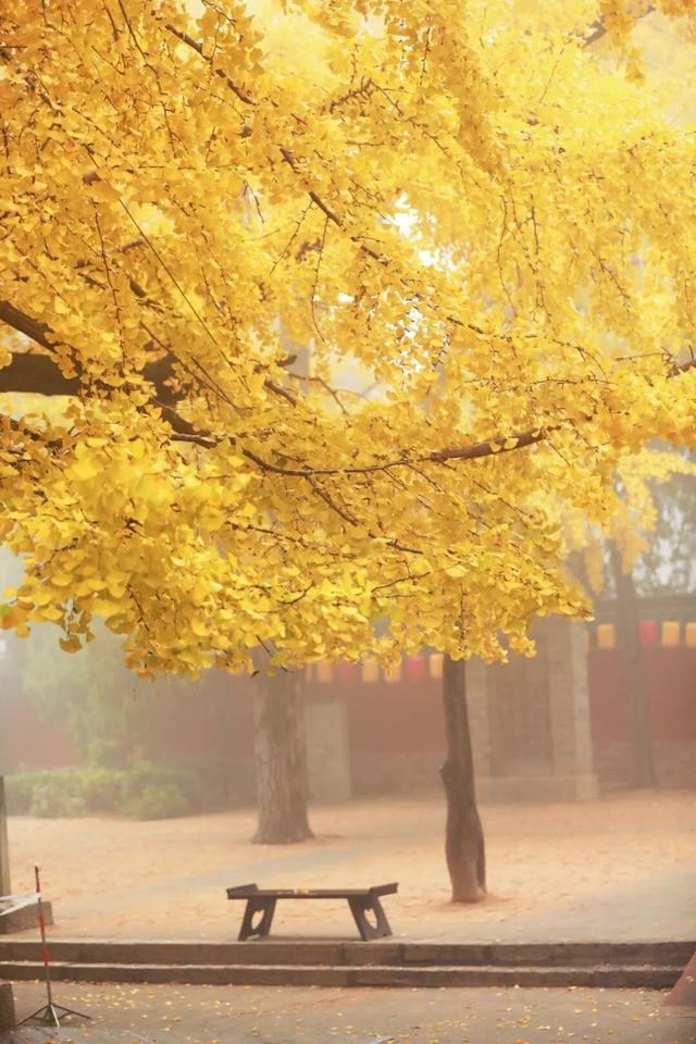 日照这里的千年银杏树，已进入高光时刻~