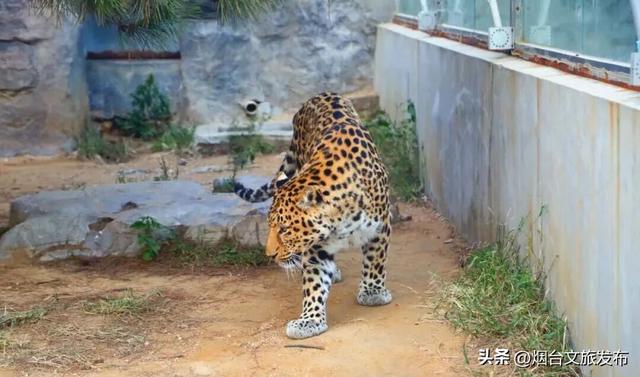 【乐游烟台】紧急通知！在烟台挖到春节王炸小城→