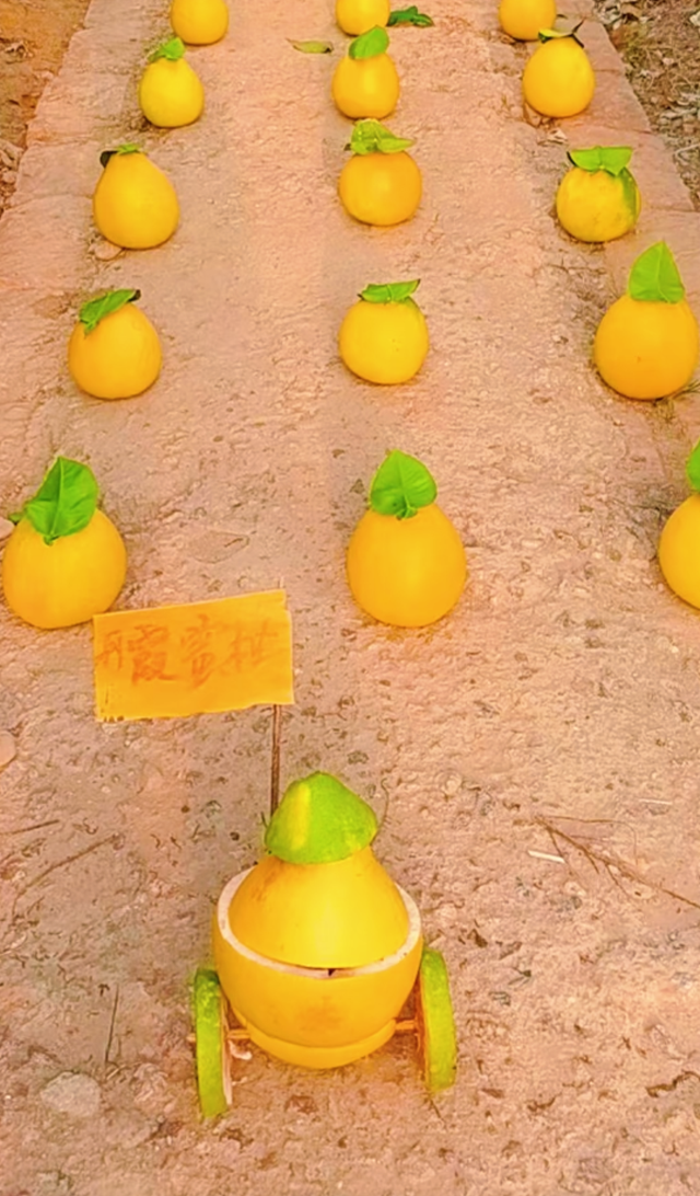 游在鹰潭 | 周末采摘指南！甘蔗清甜、草莓香甜，限定甜蜜等你来【全球学子嘉游赣 奇绝鹰潭逍遥游】