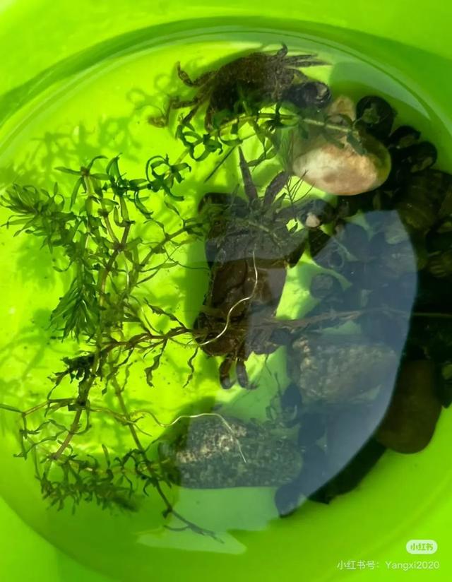 全免费！成都周边30min玩水抓螃蟹、露营野餐钓鱼烧烤！轻松安逸周末快冲！