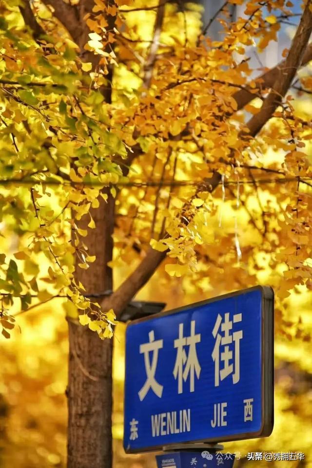 赏银杏、会海鸥，邂逅一场丰容的“昆明式暖冬”