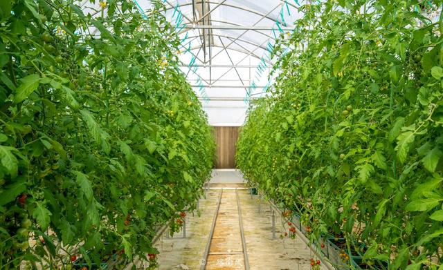 广东英德宝藏玩法：网红村/宋风古镇/仙境茶园/童话寨子全搞定