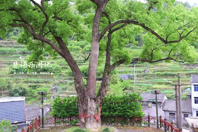 浙江宁波有一条清幽长溪，沿途3个古村犹如世外桃源，成休闲胜地