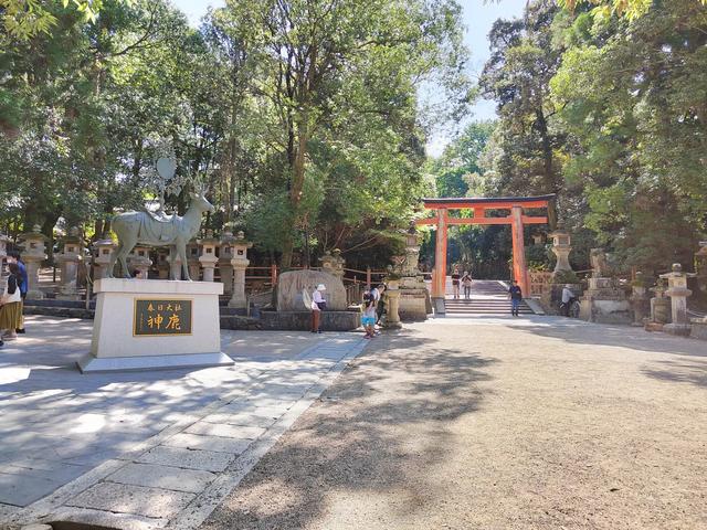 因为鹿，我爱上了奈良