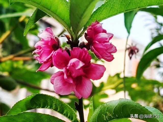 佛山伦教羊额古村