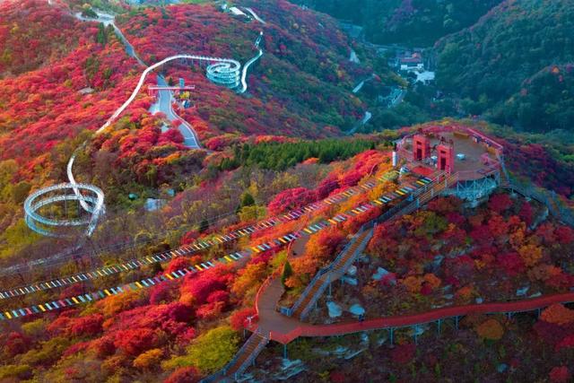 红了！淄博绝美红叶季来袭，一景区免费！天晴就出发→