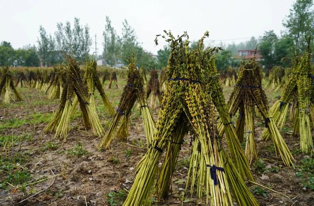 厉害了!世界上只有中国驻马店市才有的全球独一无二的10大奇景!