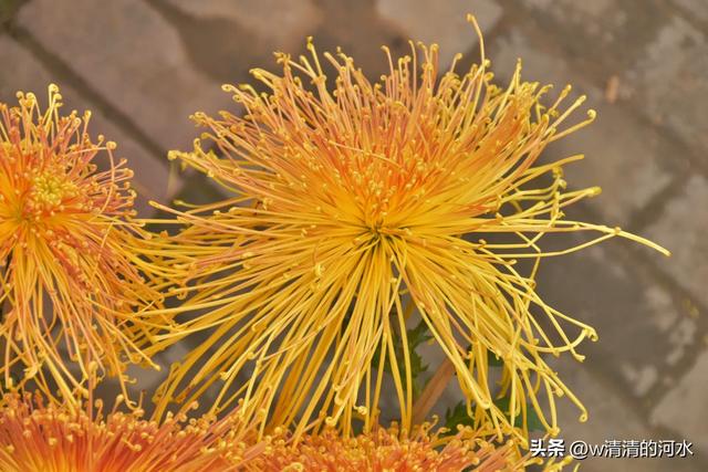 菊花是秋天里绝美的画卷