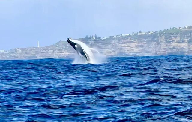 10月，「需要另一个同类」