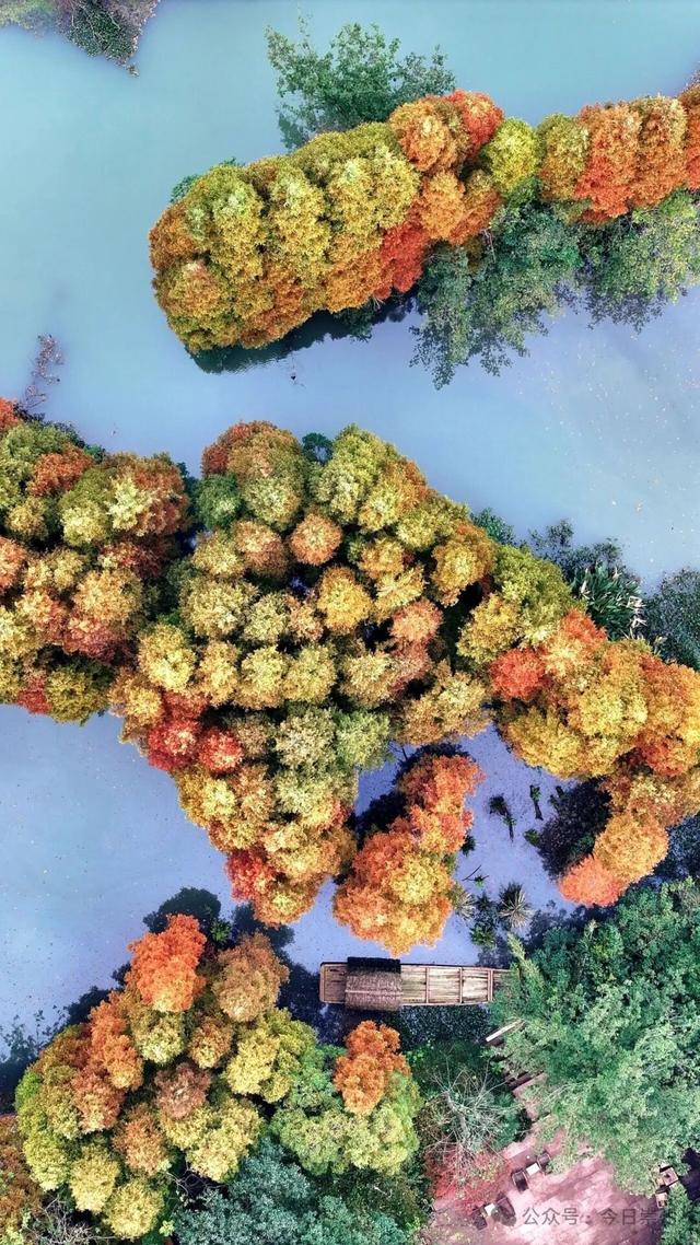 “杉杉”来了！崇州免门票小众宝藏秘境