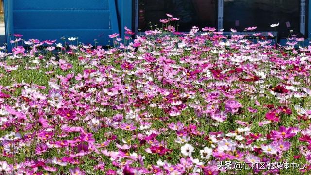 金台子村花海进入最佳观赏期，氛围感拉满了！