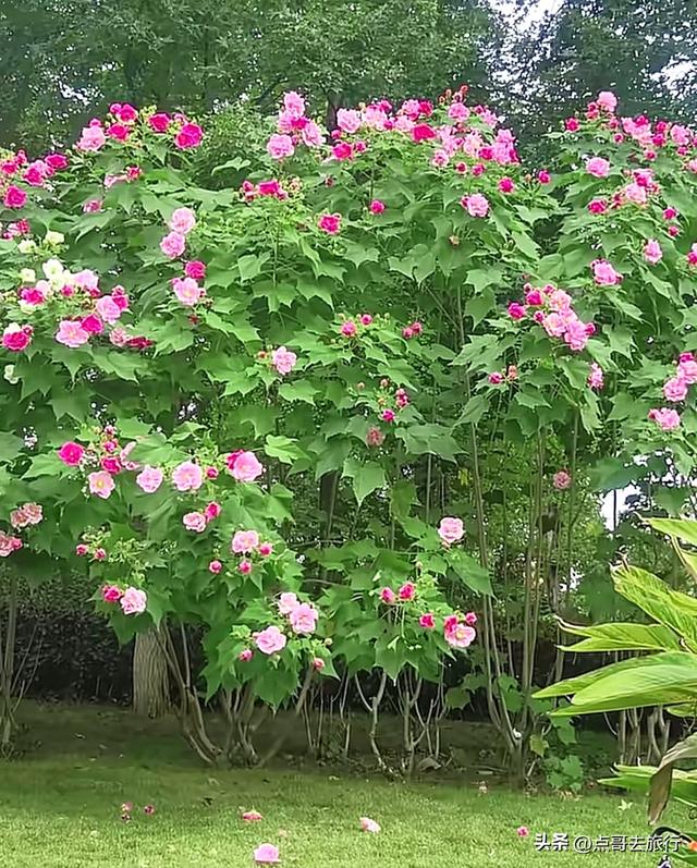 成都芙蓉花最新攻略，公交车直达，一处比一处惊艳，4处都免费！