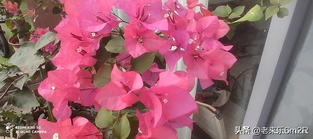 七绝 初冬游莞市公园