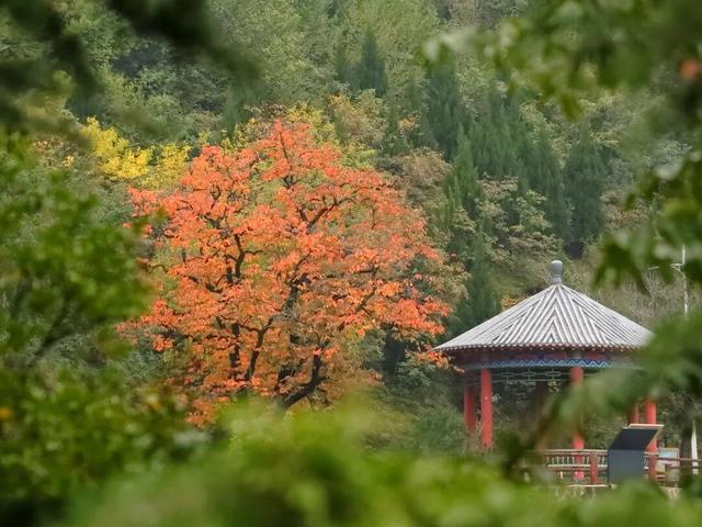 The Qinling Mountains in painted splendor｜秦岭彩叶大赏，美到“巅峰”