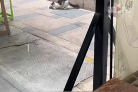 万物皆有灵！流浪猫被投喂两个月叼来幼崽送店主图片