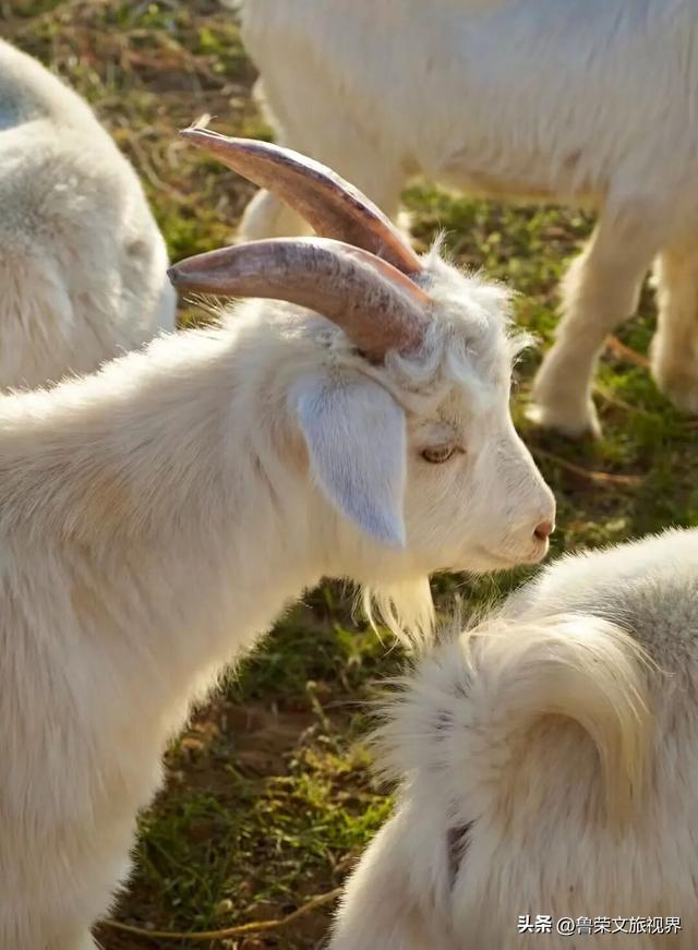 低调的财富绿洲：解锁鄂尔多斯的秘境之旅