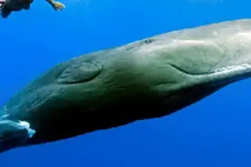 世界上动物体型从大到小排名，第八个你绝对想不到图片