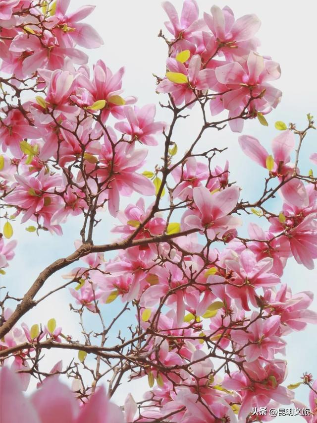 新晋顶流！「阴丹蓝+初雪白」，冬日昆明继续上分，你该换屏保了~