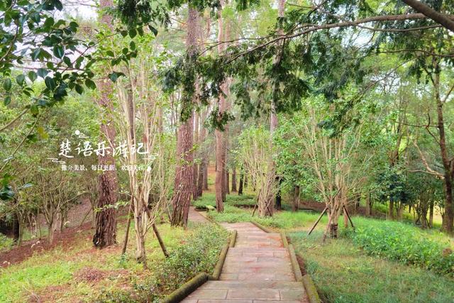 宁波海曙新打造了一个松林公园，小巧清幽却很适合休闲，值得一游