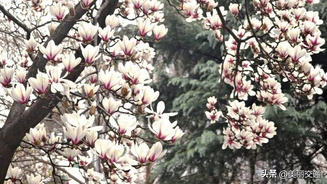 城事新探 | 太子湾郁金香上线，樱花、玉兰争相绽放，杭城这里“含春量”100%🤩🤩🤩